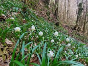 Festa di fiori sui sentieri per il Monte Ubione-6 marzo 2026-FOTOGALLERY